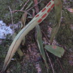 Pleopeltis astrolepis