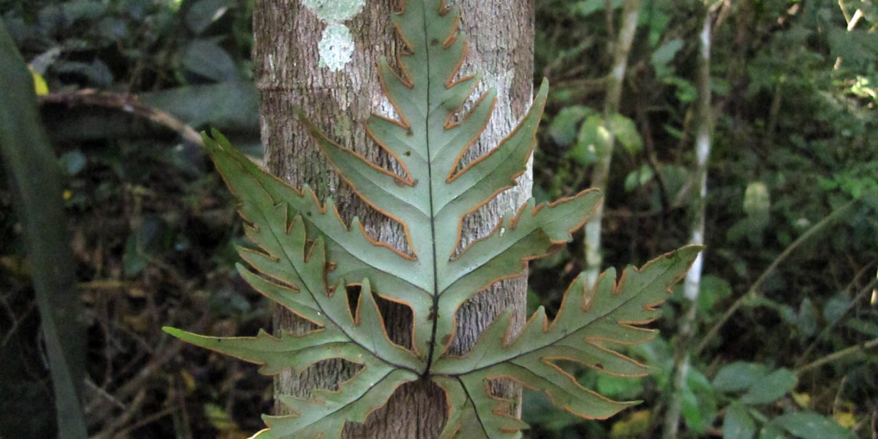Doryopteris pentagona