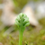 Botrychium ascendens