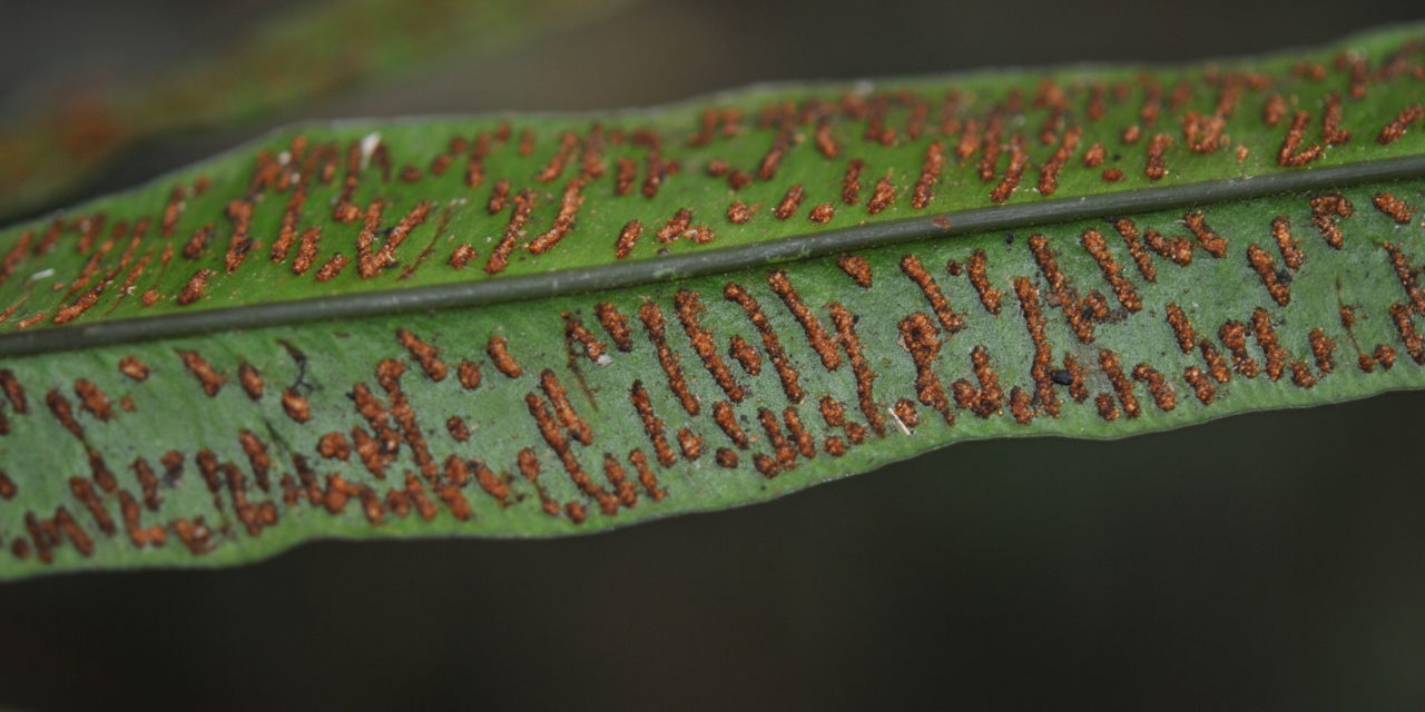 Taenitis pinnata
