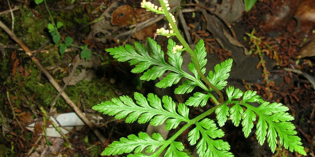 Botrypus virginianus