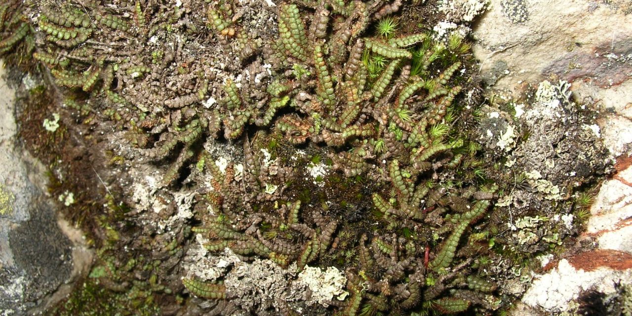 Melpomene anazalea
