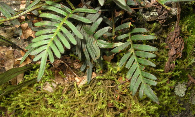 Pleopeltis orientalis