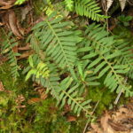 Pleopeltis buchtienii