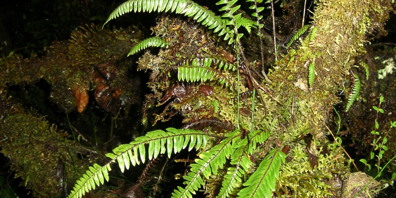 Ascogrammitis colombiensis