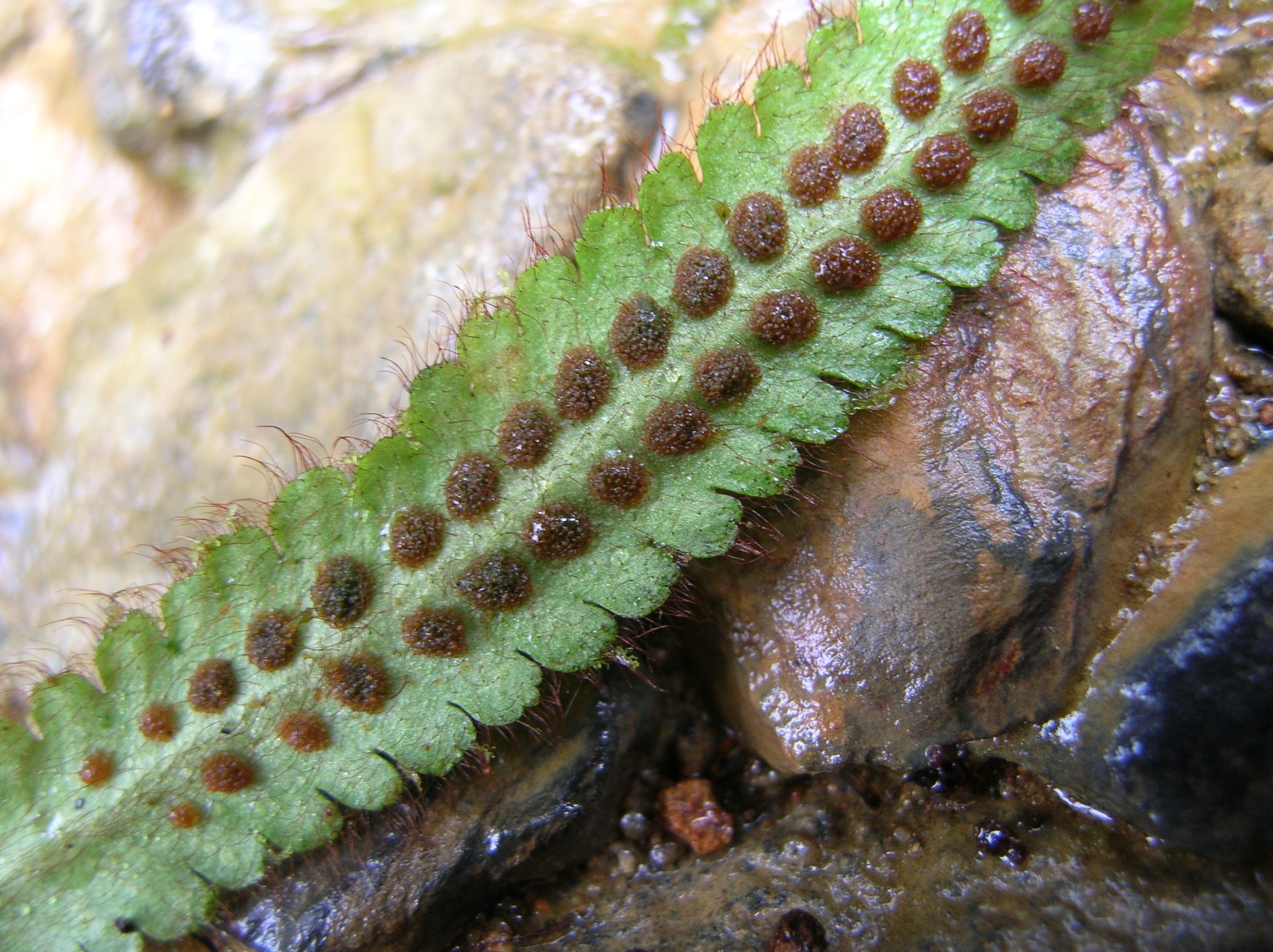 Moranopteris truncicola