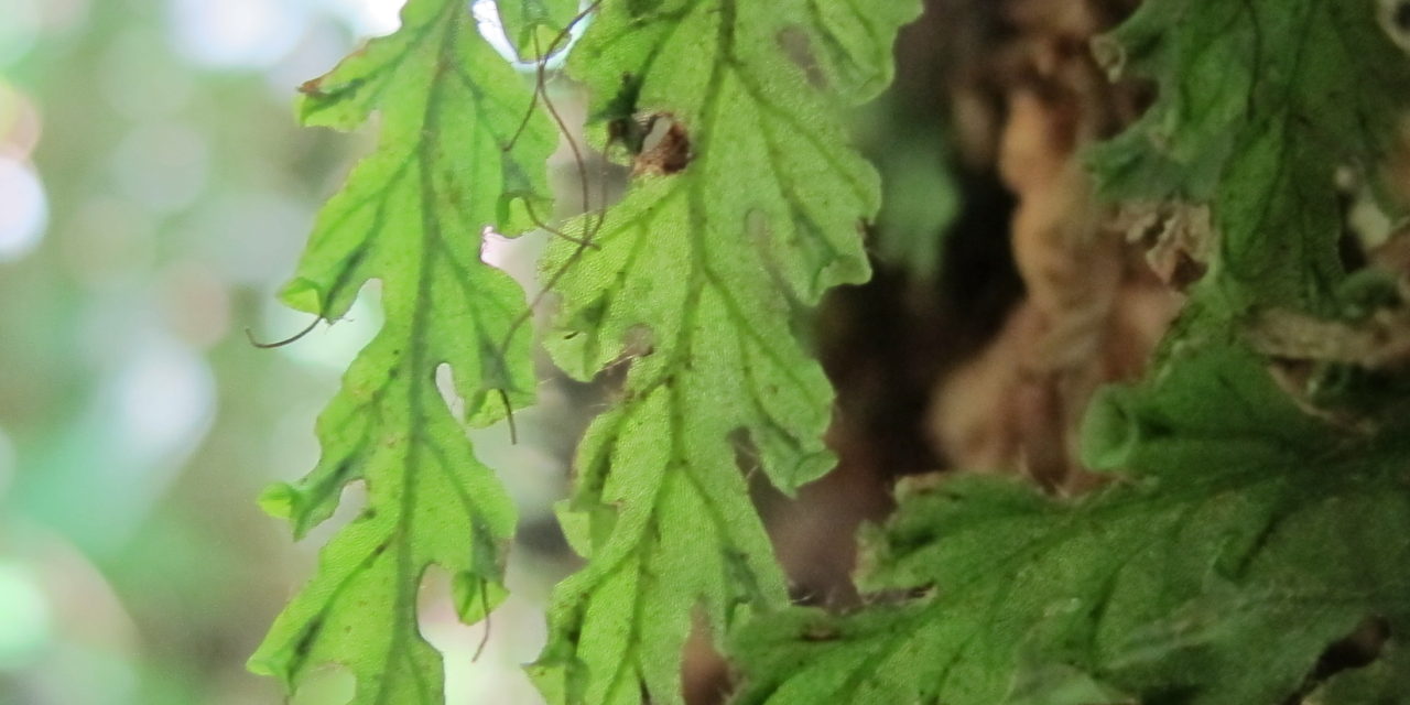 Trichomanes polypodioides