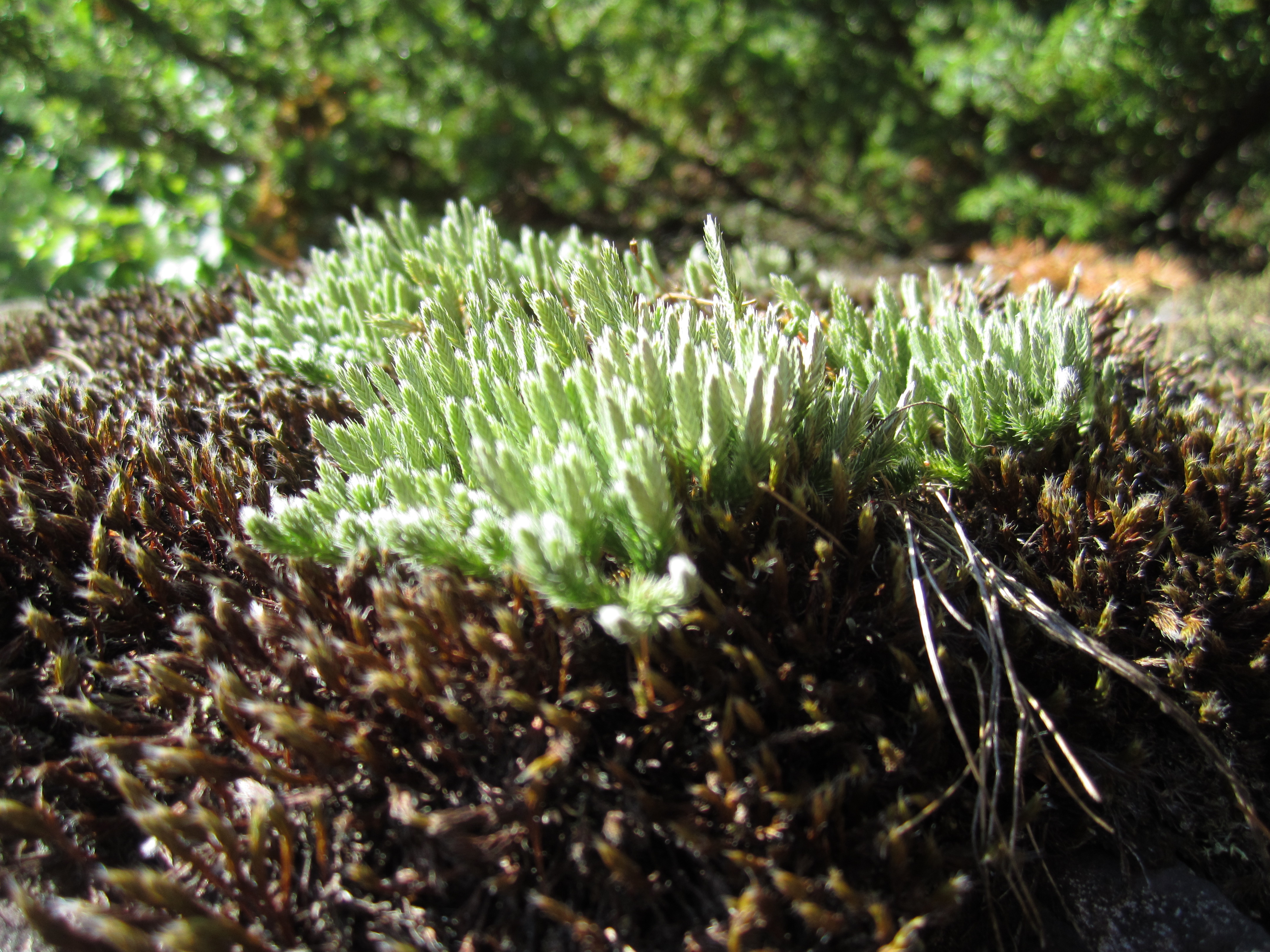 Selaginella rupestris