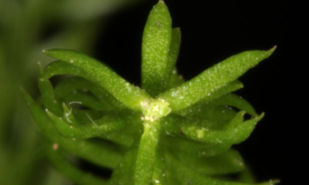 Dendrolycopodium hickeyi