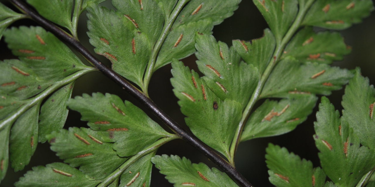 Asplenium lindenii