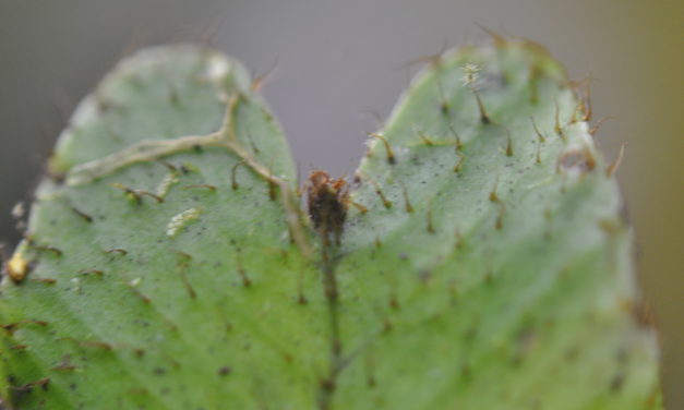 Elaphoglossum gemmatum
