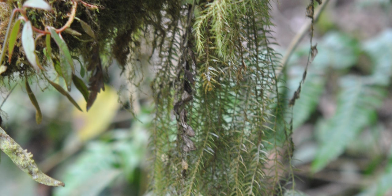 Phlegmariurus linifolius var. tenuifolius