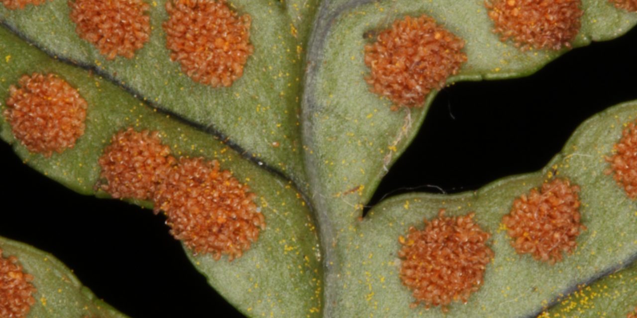 Polypodium virginianum