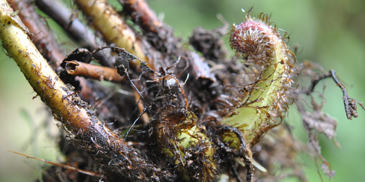 Macrothelypteris torresiana