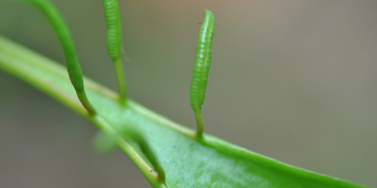 Cheiroglossa palmata