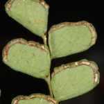 Lindsaea ovoidea