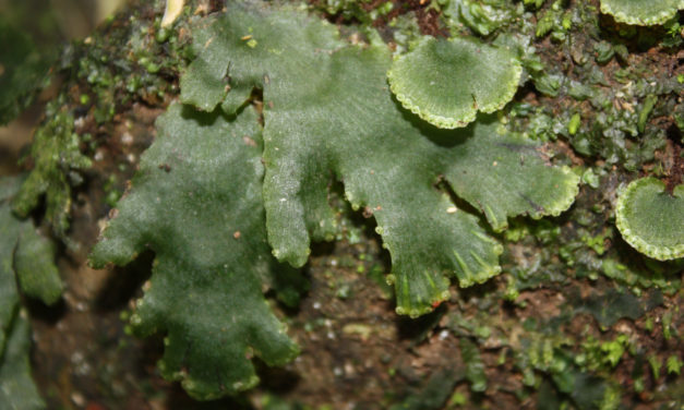 Didymoglossum membranaceum