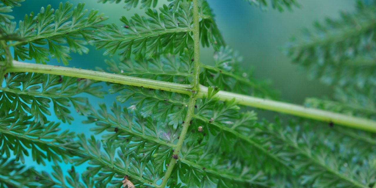 Diplazium ferulaceum