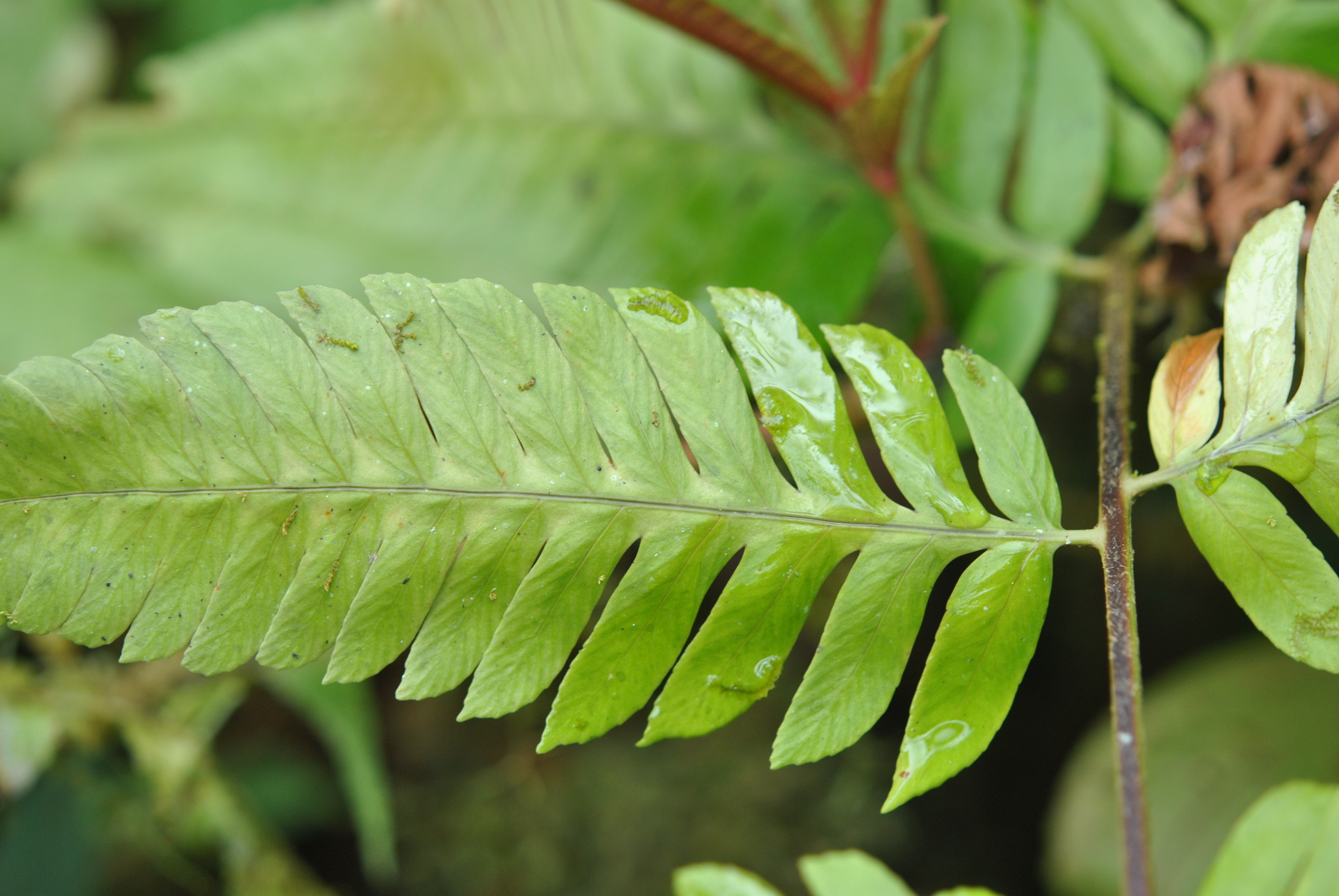 polybotrya polybotrya