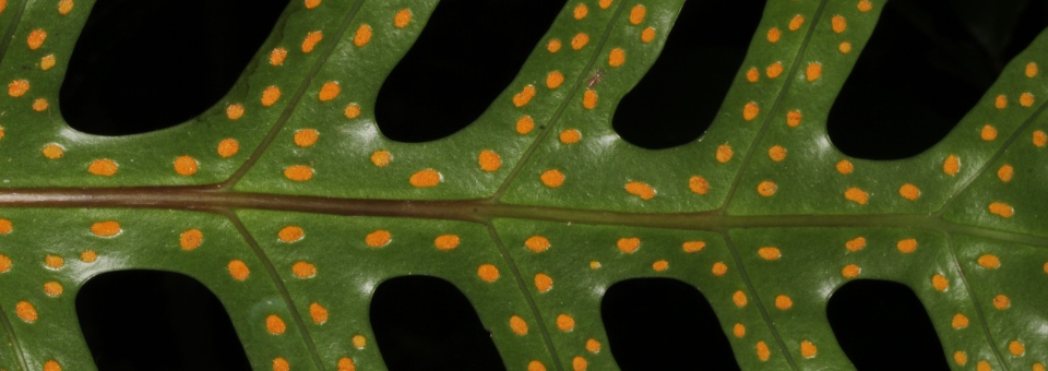 Phymatosorus scolopendria