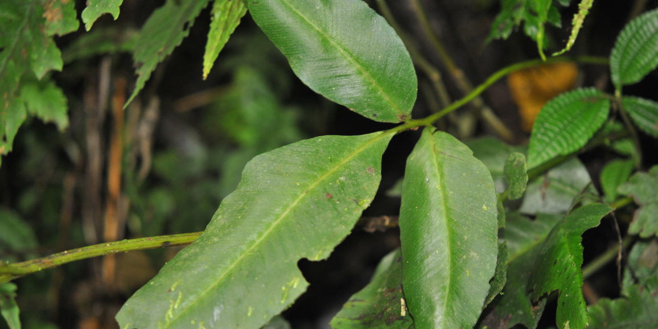 Desmophlebium longisorum