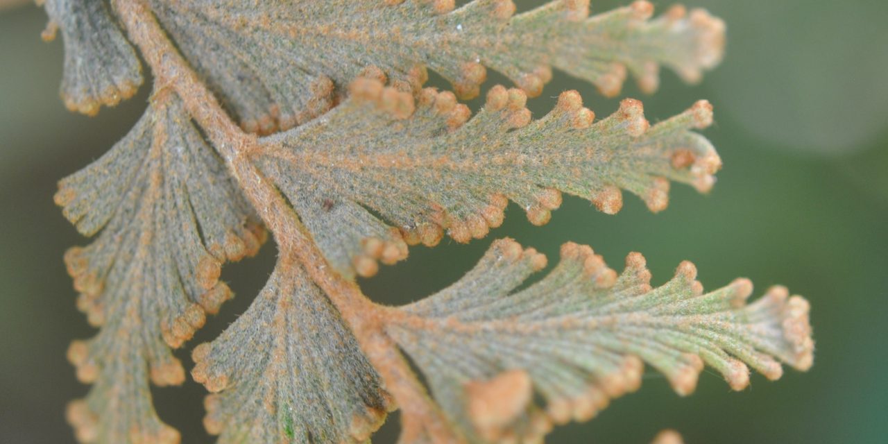 Hymenophyllum speciosum