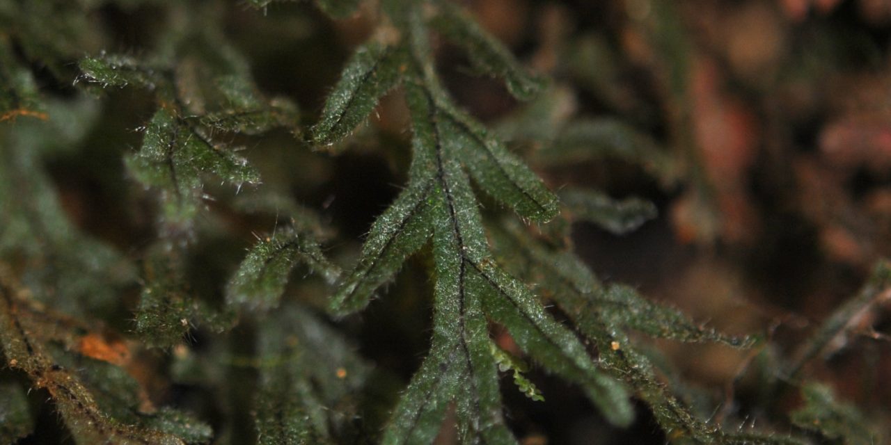 Hymenophyllum fragile