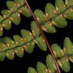 Adiantopsis chlorophylla
