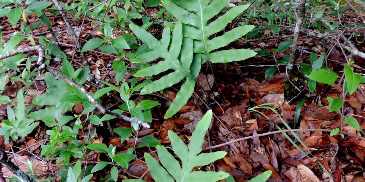 Phlebodium areolatum