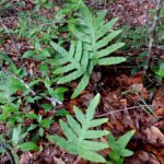 Phlebodium areolatum RT17754 (4)