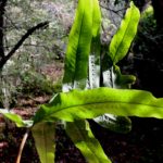 Phlebodium areolatum RT17754 (6)