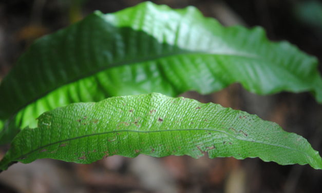 Tectaria singaporeana