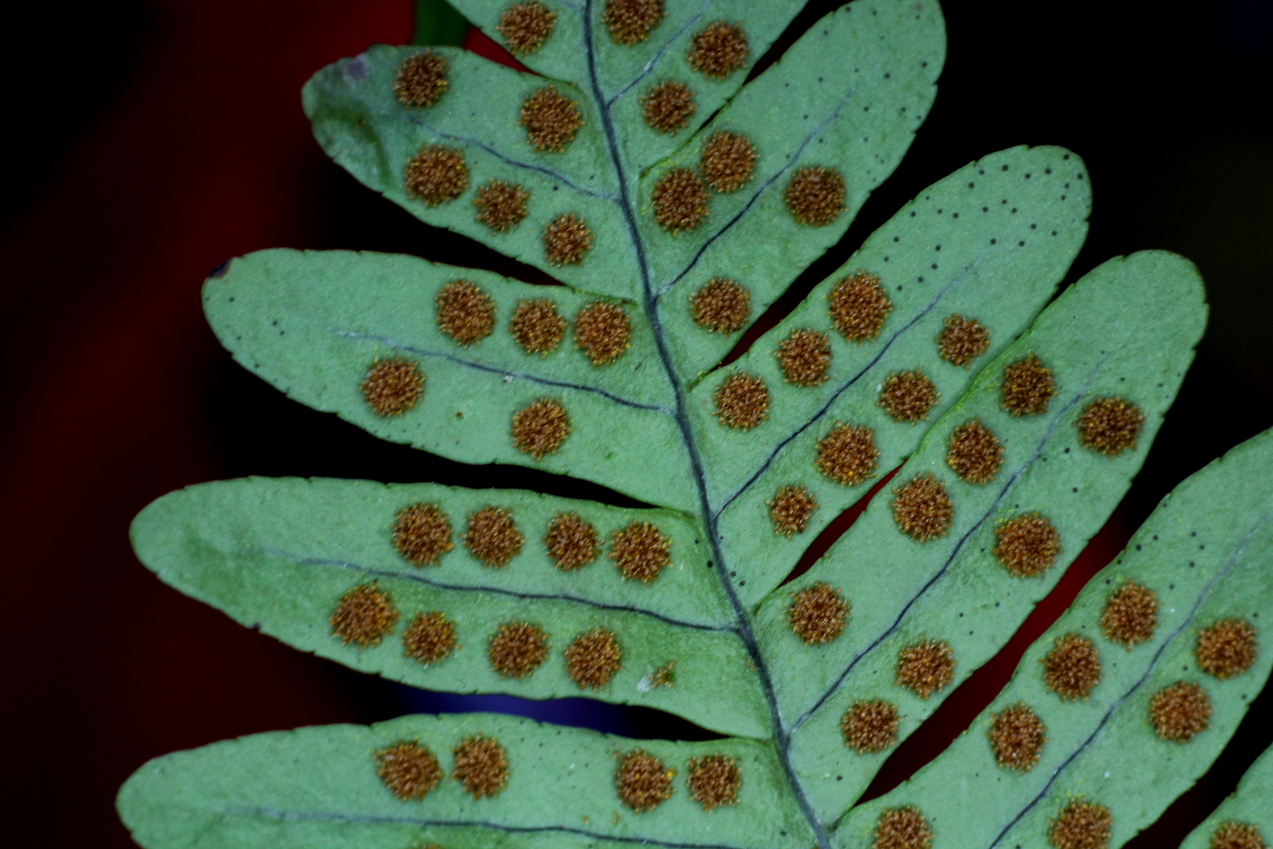 Polypodium appalachianum