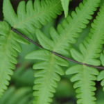 Pseudophegopteris aurita