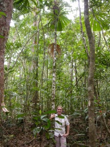 Phlegmariurus_carinatus_ARF969_b