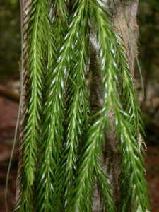 Phlegmariurus_carinatus_ARF