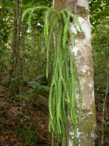 Phlegmariurus_carinatus_ARF000969