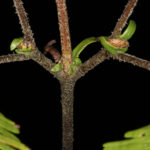 Sticherus palmatus
