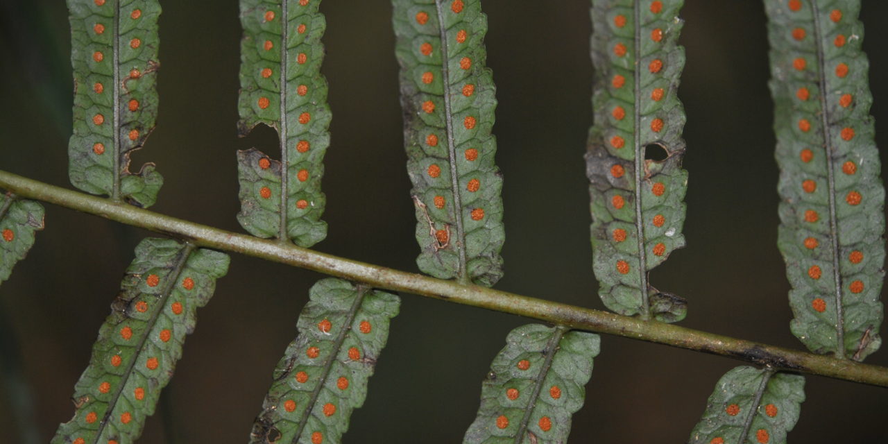 Goniophlebium subauriculatum
