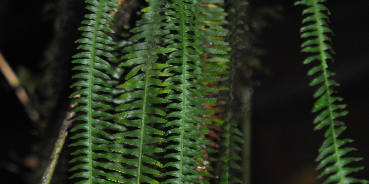 Prosaptia