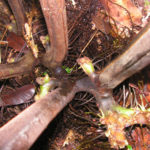 Dennstaedtia resinifera