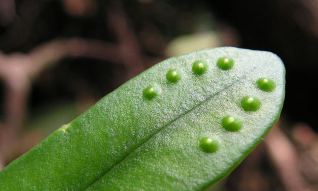 Selliguea stenophylla