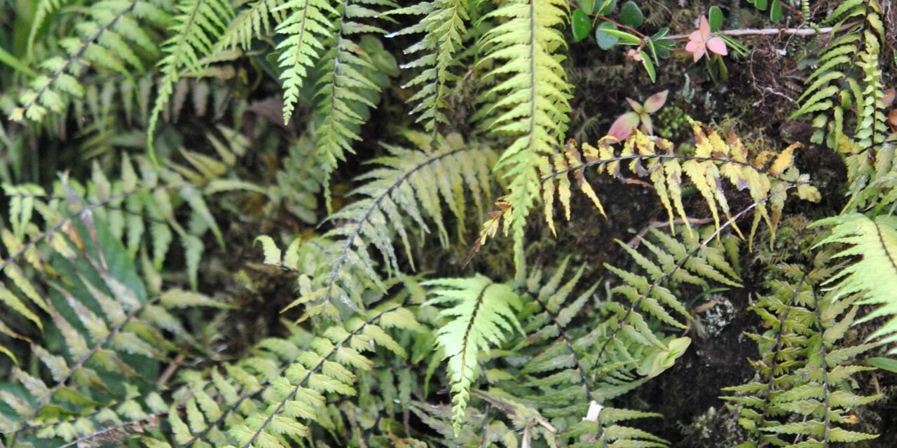 Asplenium dissectum