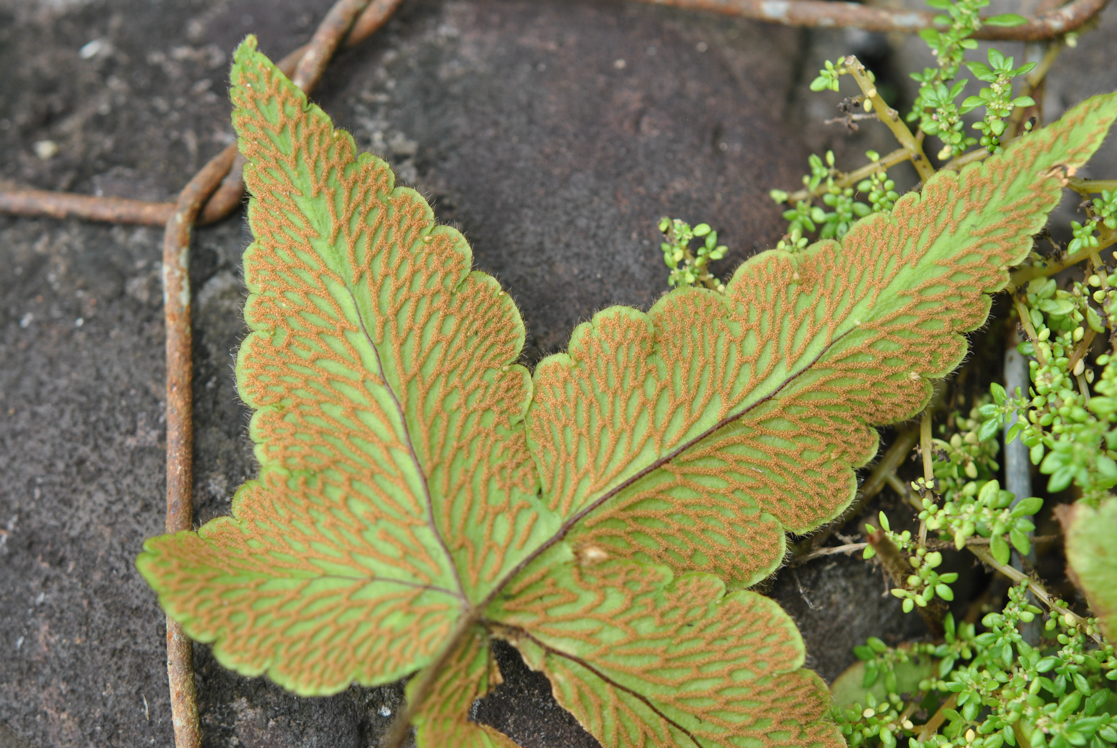 Hemionitis palmata | Ferns and Lycophytes of the World