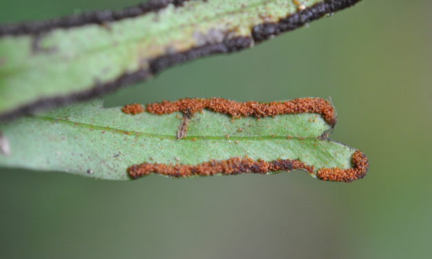 Pleopeltis christensenii