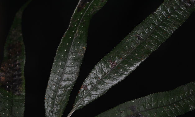 Selliguea albidosquamata