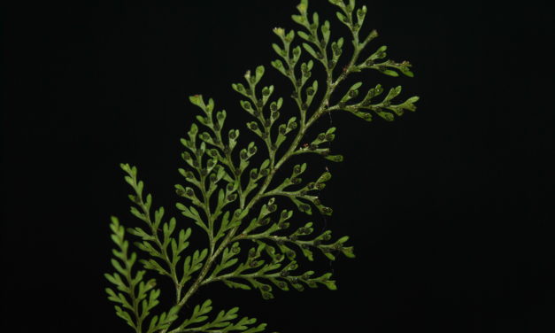 Tomophyllum millefolium