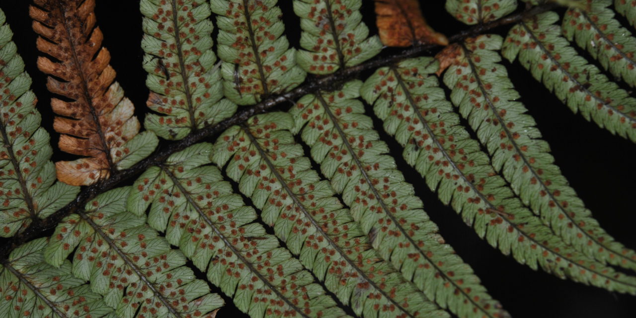 Dryopteris wallichiana