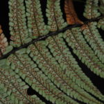 Dryopteris wallichiana