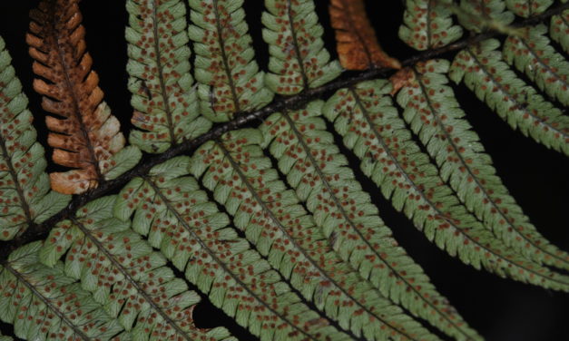 Dryopteris wallichiana
